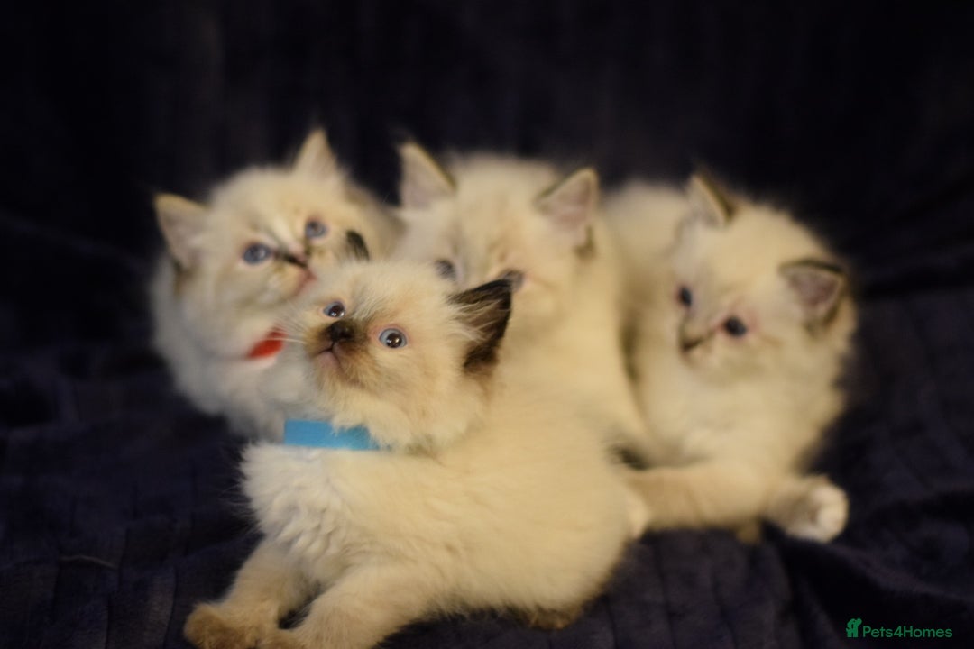 Ragdoll cats for sale: Chunky Ragdoll kittens ready now  - Image 12