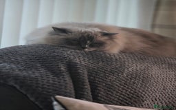 Ragdoll cats for sale: 5 year old ragdoll  - Advert 4