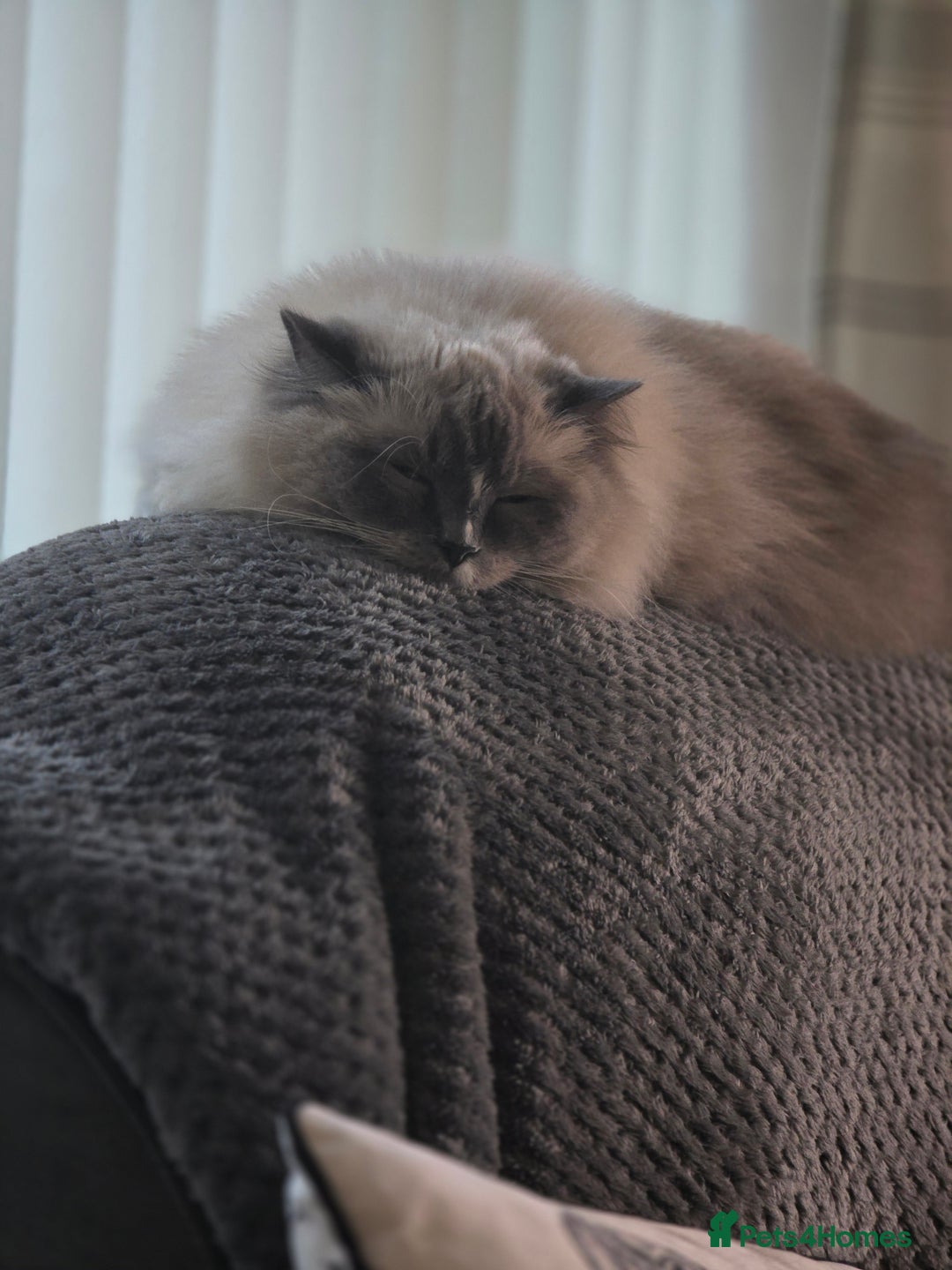Ragdoll cats for sale: 5 year old ragdoll  - Advert 4