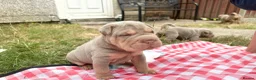 Shar Pei dogs for sale: KC REGISTERED RARE LILAC TAN SHAR-PEI - Advert 29