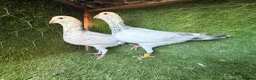 Pigeons birds for sale: Premium Breeding Pigeons Top Quality Pairs Availab - Advert 37