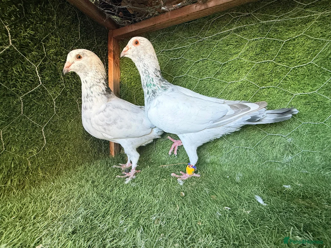 Pigeons birds for sale: Premium Breeding Pigeons Top Quality Pairs Availab - Advert 40