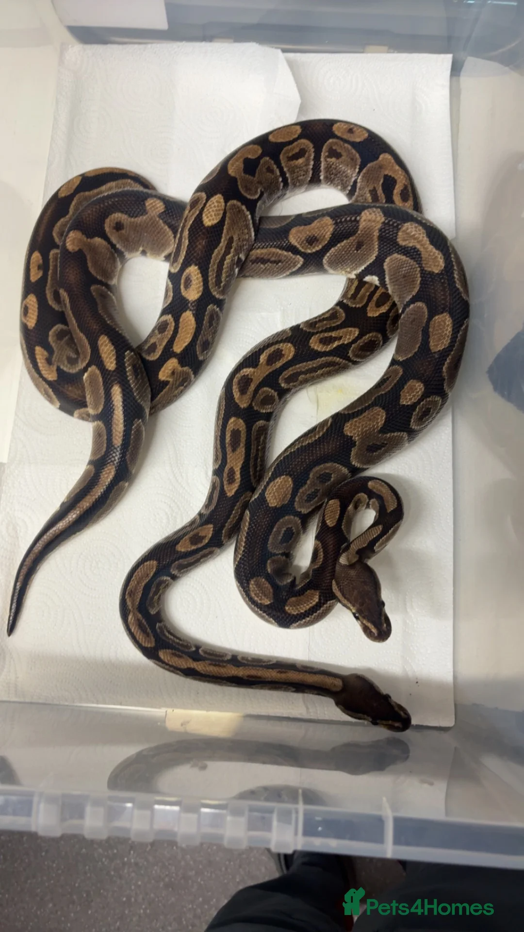 Python Snake reptiles for sale: Ball pythons  - Advert 1