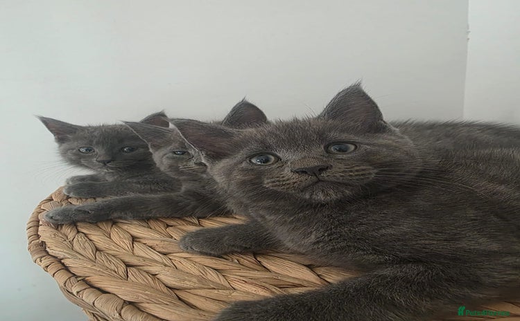 Maine Coon cats - Advert 7