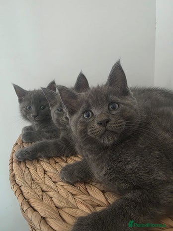 Maine Coon cats - Advert 1