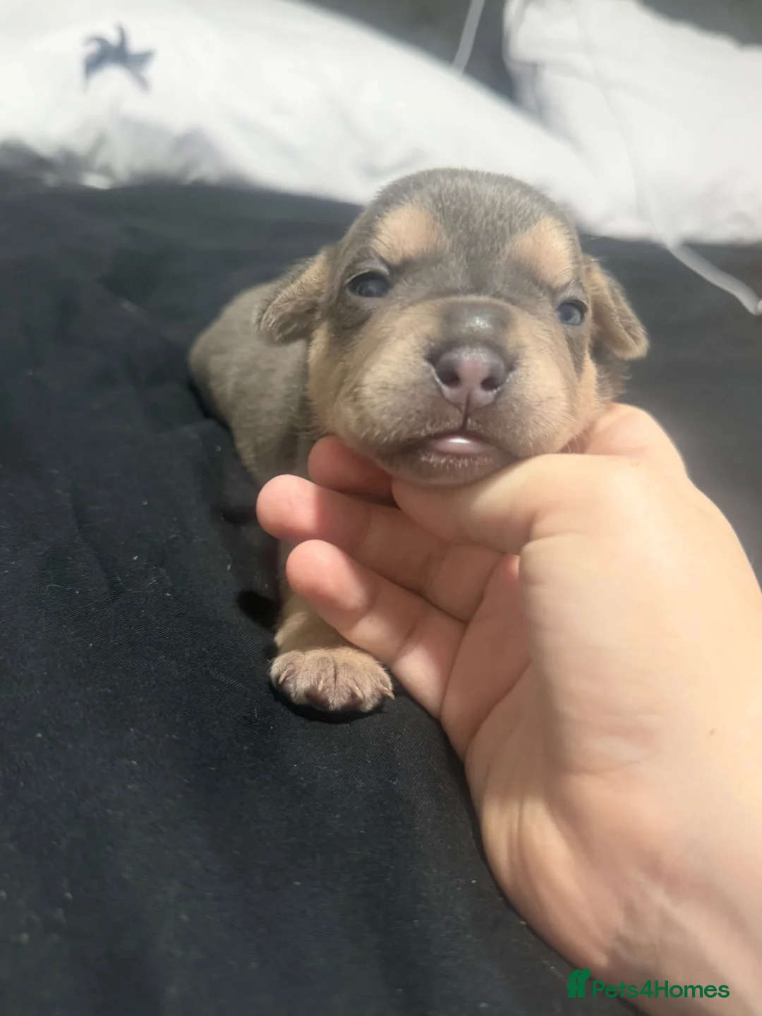 Mixed Breed dogs for sale: French bulldog cross spaniel mix breed - Advert 2