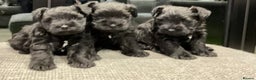 Miniature Schnauzer dogs for sale: Miniature Schnauzer pups - Advert 10