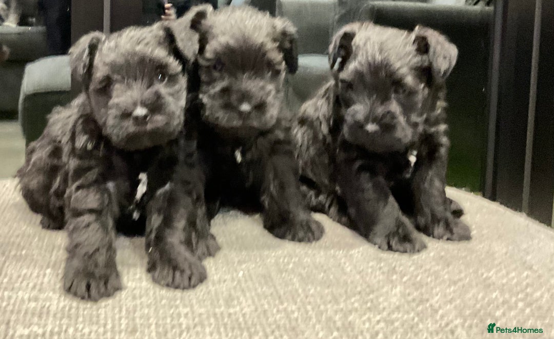 Miniature Schnauzer dogs for sale: Miniature Schnauzer pups - Advert 10