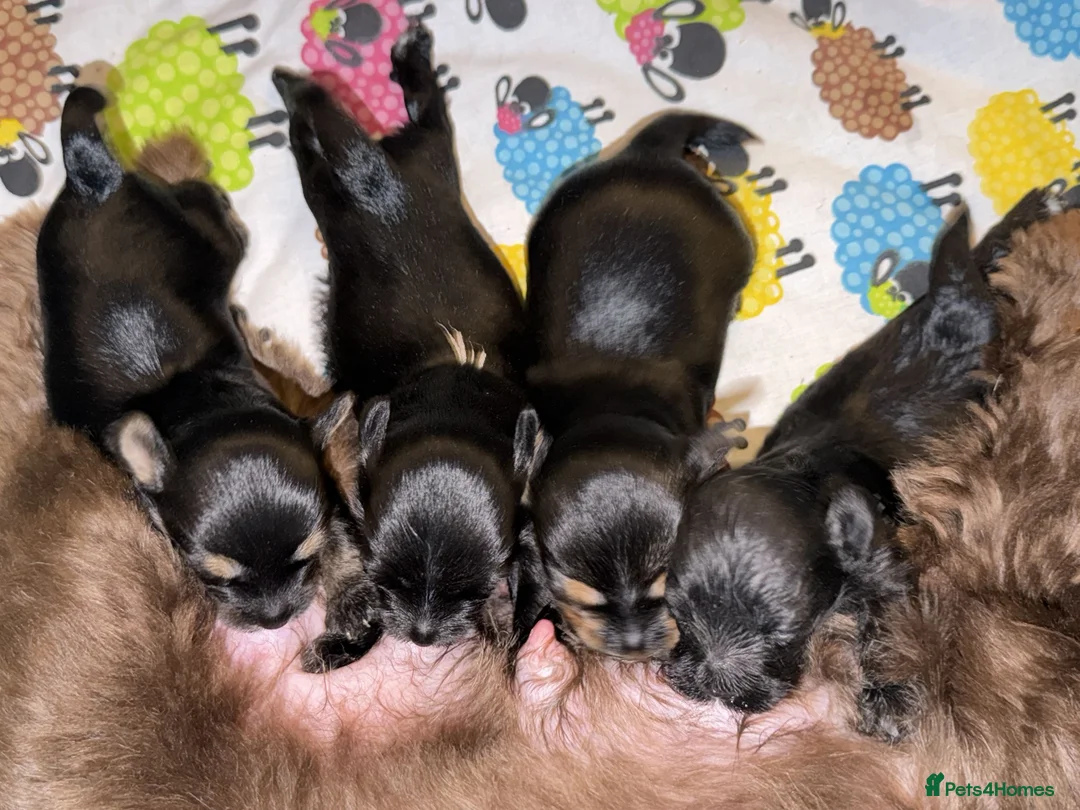 Yorkshire Terrier dogs for sale: Girls-Gorgeous Yorkshire Terrier-Ready 14 August - Advert 2