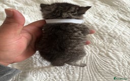 Maine Coon cats for sale: Adorable Kittens  - Image 17