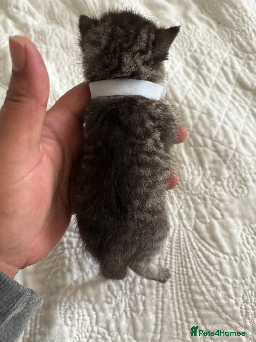 Maine Coon cats for sale: Adorable Kittens  - Image 17