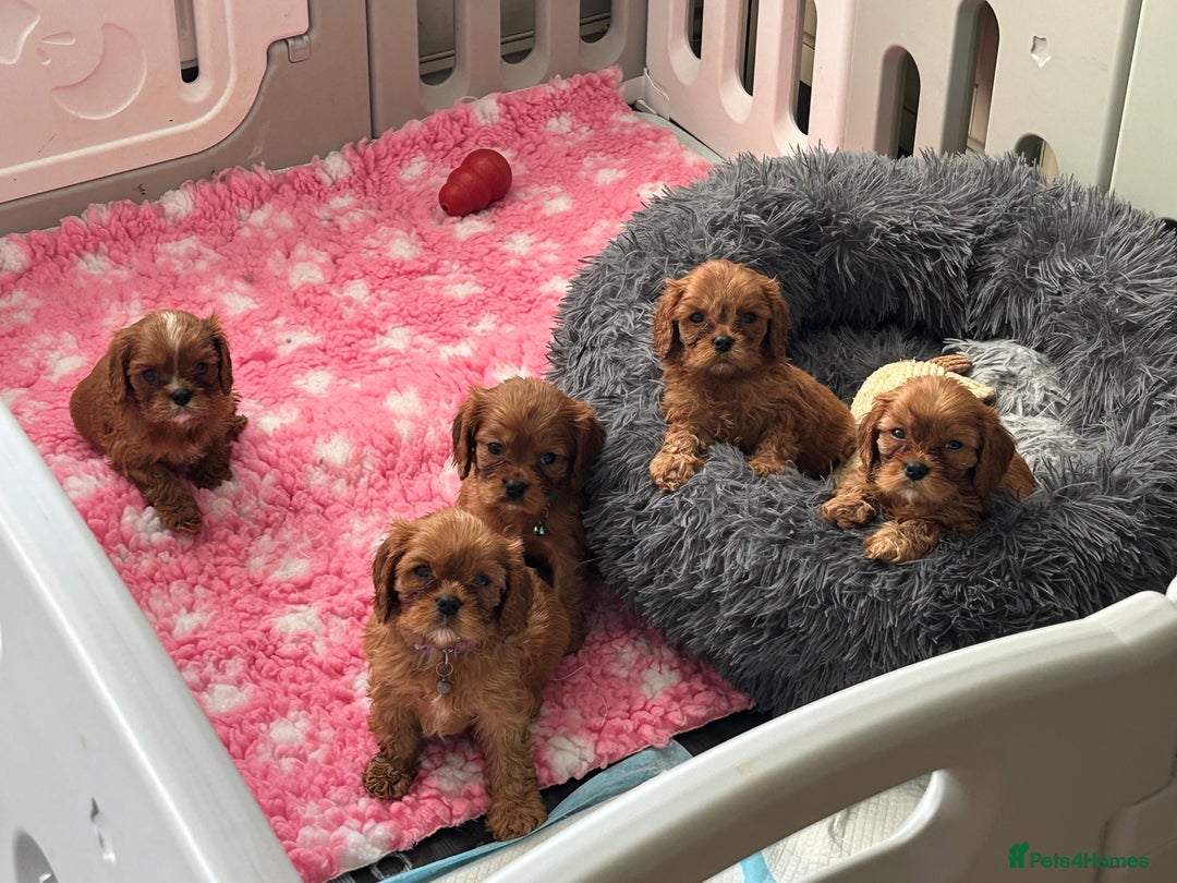 Cavalier King Charles Spaniel dogs for sale: Cavalier King Charles male kc reg - Advert 6