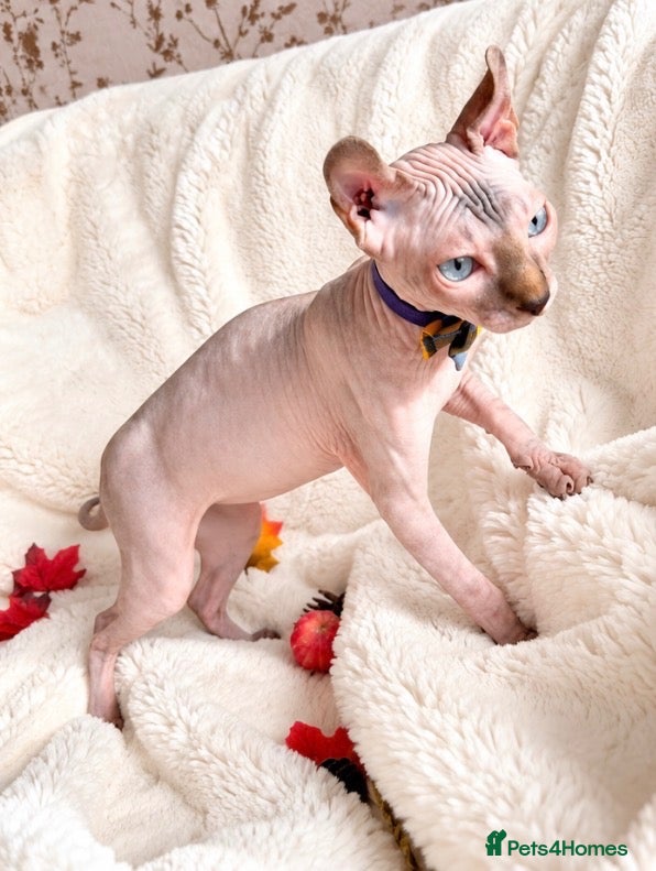 Sphynx cats Beautiful Male Elf Sphynx Kitten – Marcus - Advert 6