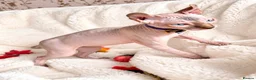 Sphynx cats for sale: Beautiful Male Elf Sphynx Kitten – Marcus - Advert 3