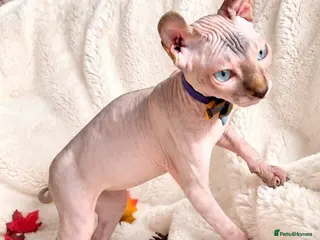 Sphynx cats Beautiful Male Elf Sphynx Kitten – Marcus - Advert 6