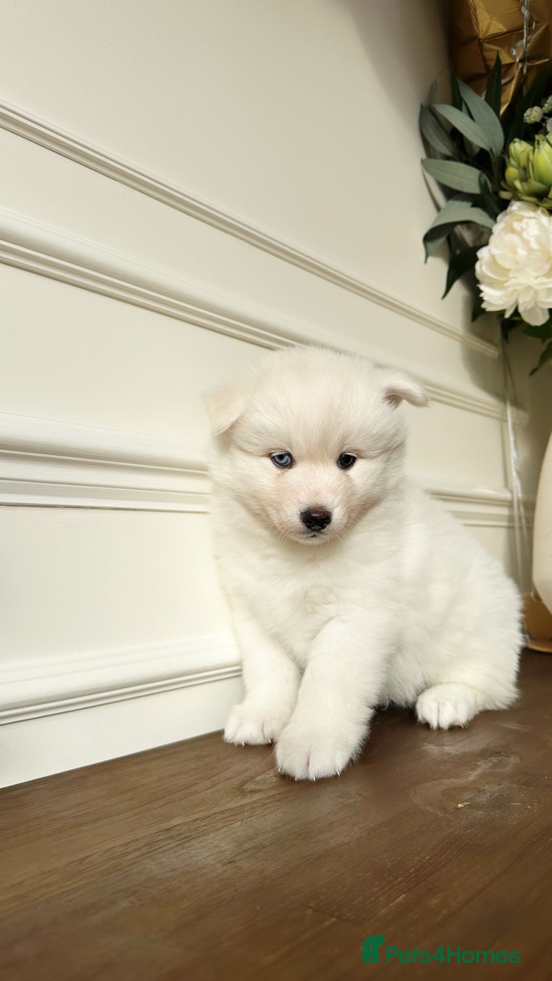 Pomsky dogs for sale: Pomskies Seeking Their Forever Home - ONLY 1 Left - Advert 19