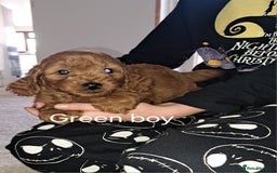 Cockapoo dogs for sale: Coockerpoo puppies  - Advert 13