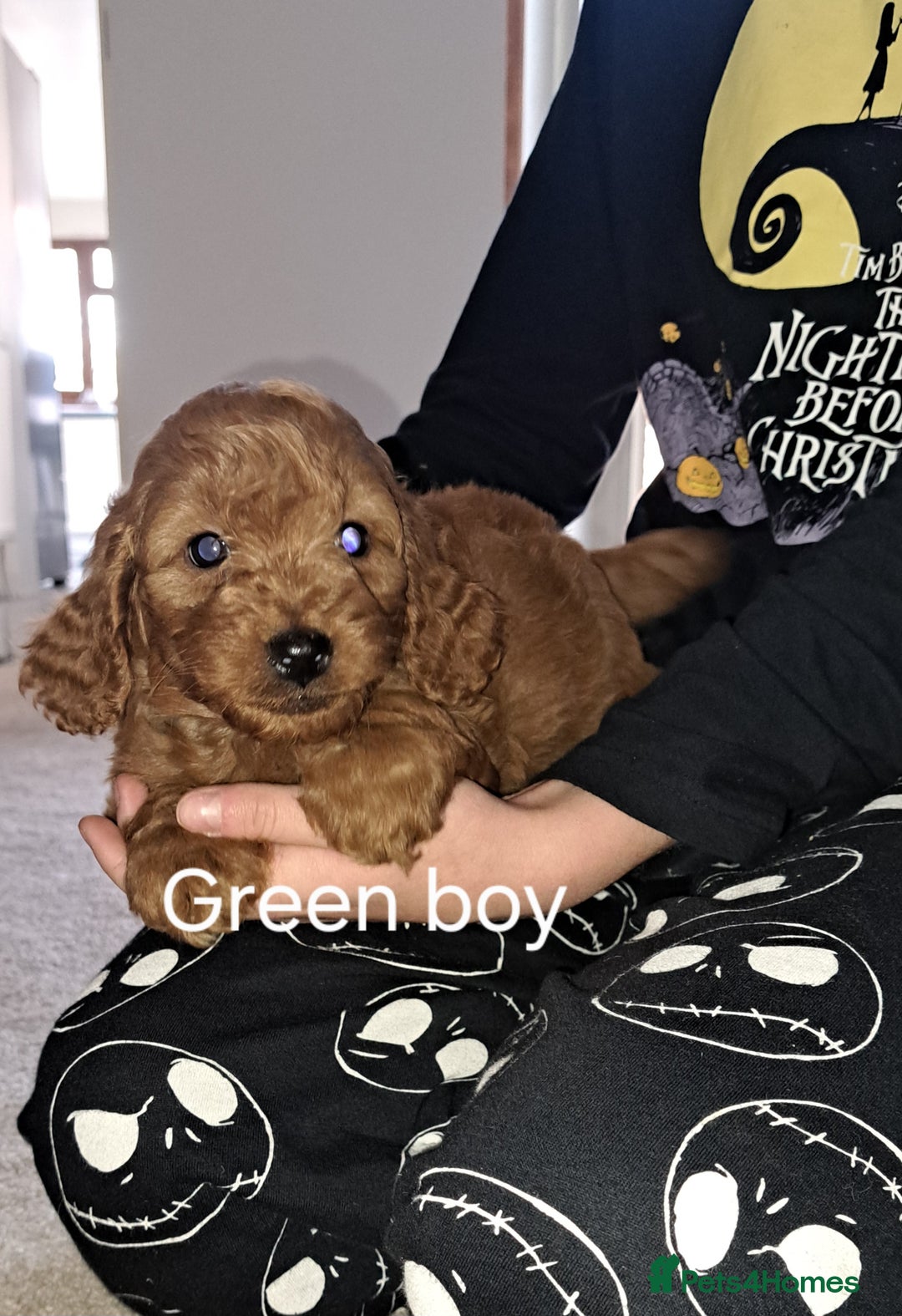 Cockapoo dogs for sale: Coockerpoo puppies  - Advert 13