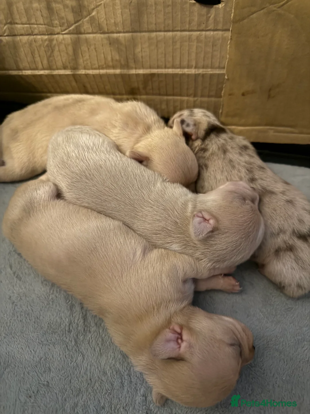 Chihuahua dogs for sale: STUNNING LILAC & TAN BOYS FOR SALE  in Burnham-on-Crouch - Advert 31