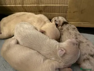 Chihuahua dogs STUNNING LILAC & TAN BOYS FOR SALE - Advert 9