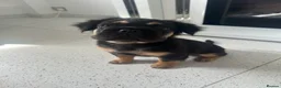 French Bulldog dogs for sale: Furbabys  - Advert 7
