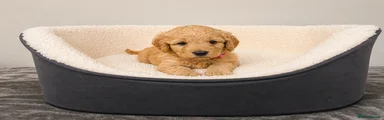 Labradoodle Puppy 8