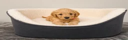 Labradoodle dogs for sale: 🐾 12 Beautiful F1b Labradoodle Puppies 🐾 - Advert 11