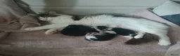 British Longhair cats for sale: British long haired kittens  - Advert 7