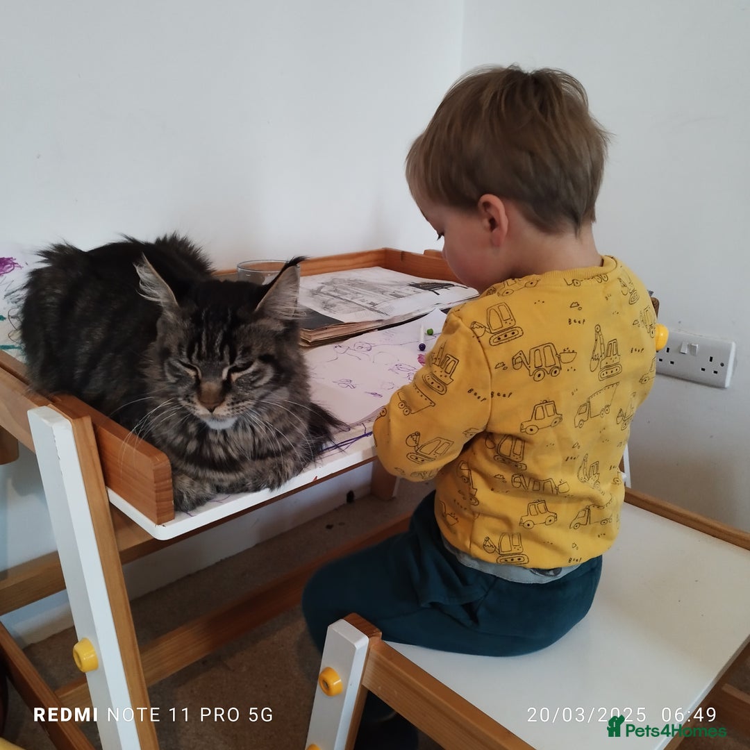 Maine Coon cats for sale: Maine coon kittens for sale - Advert 5