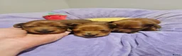 Miniature Dachshund dogs for sale: Pra clear-Beautiful miniature LG Dachshund pupps - Advert 30