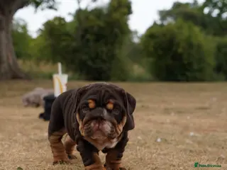English Bulldog dogs Quality Chunky English Bulldog Puppies! Ready 🏡 - Advert 5