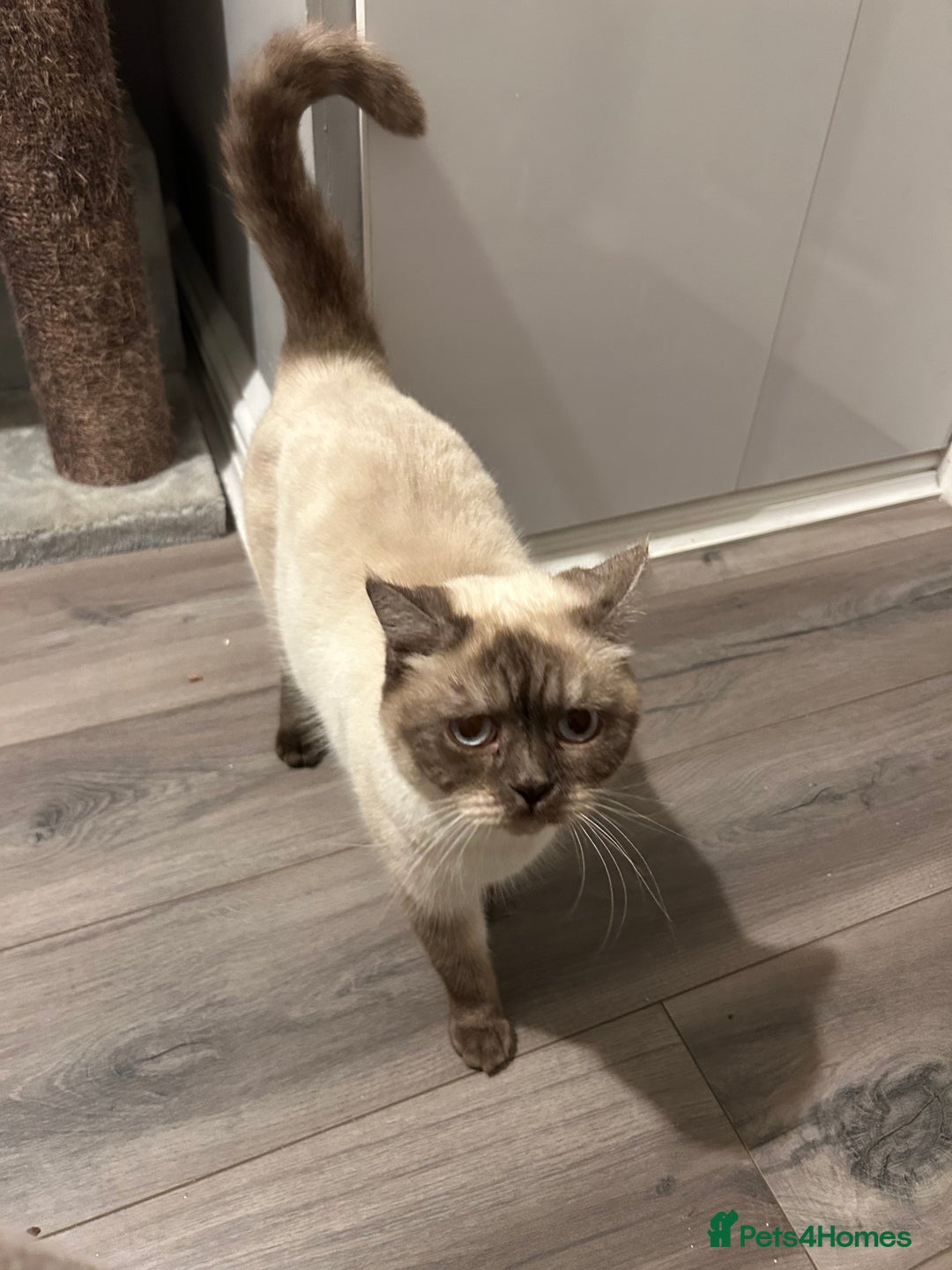 British Shorthair cats for sale: BSH boy - Advert 2