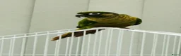 Conures birds for sale: Maroonbellied Conure  - Advert 1