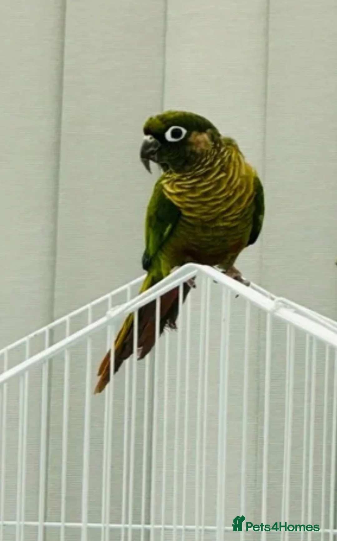 Conures birds for sale: Maroonbellied Conure  - Advert 1