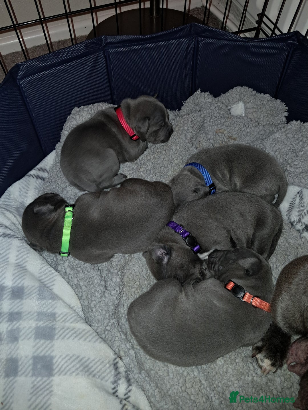 Staffordshire Bull Terrier dogs for sale: Staffordshire Bull Terrier puppies  - Advert 6