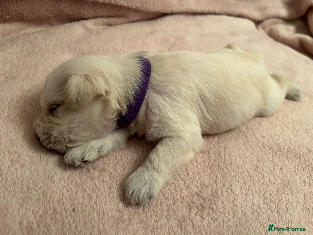 Miniature Schnauzer dogs for sale: Stunning KC Reg Miniature Schnauzers  - Image 13