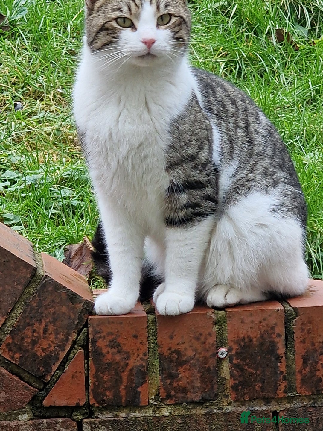 British Shorthair cats for sale: BSH Tortoise Shell  - Image 4