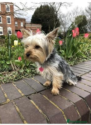 Yorkshire Terrier dogs little lady needs a new home - Advert 4