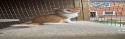 British Shorthair cats for sale: Stunning red & white boy gccf reg  - Advert 4