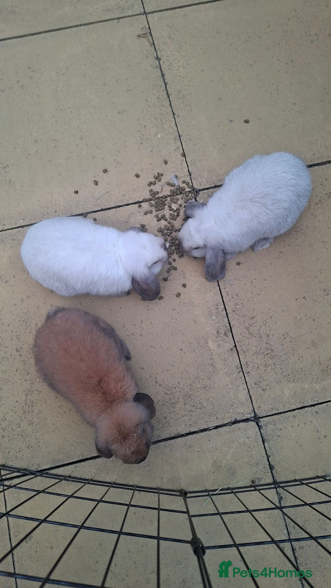 Mini Lop rabbits Mini lop bunnys - Advert 2