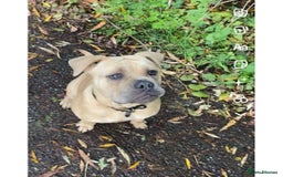 Mixed Breed dogs for sale: Hallie English bulldog X bully  - Image 1