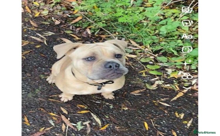 Mixed Breed dogs - Advert 1