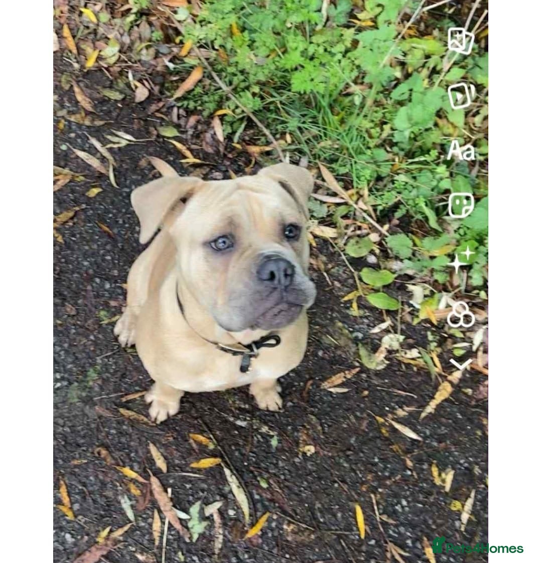 Mixed Breed dogs for sale: Hallie English bulldog X bully  - Image 1