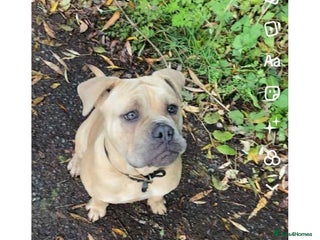 Mixed Breed dogs for sale - Advert 1