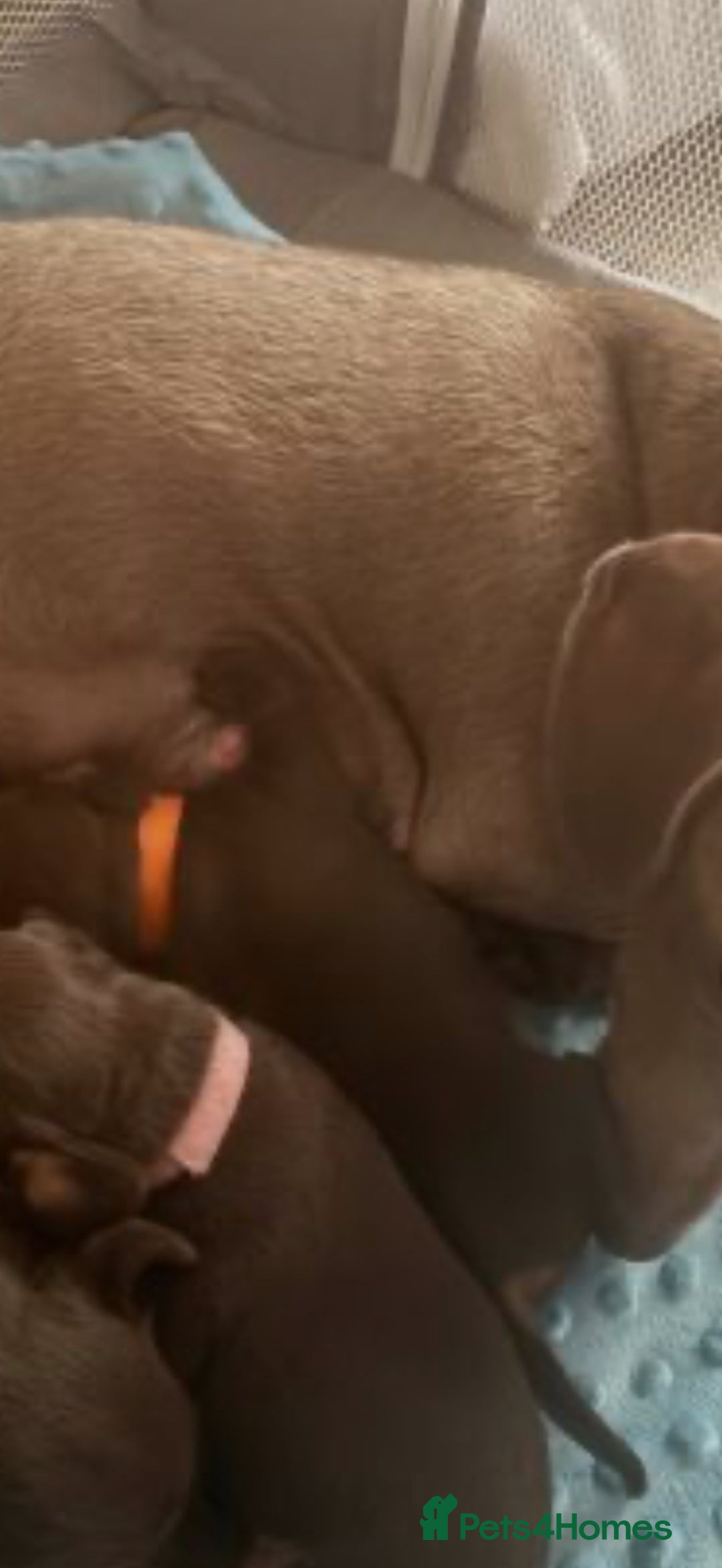 Dachshund dogs for sale: Dachshund girl  - Advert 4