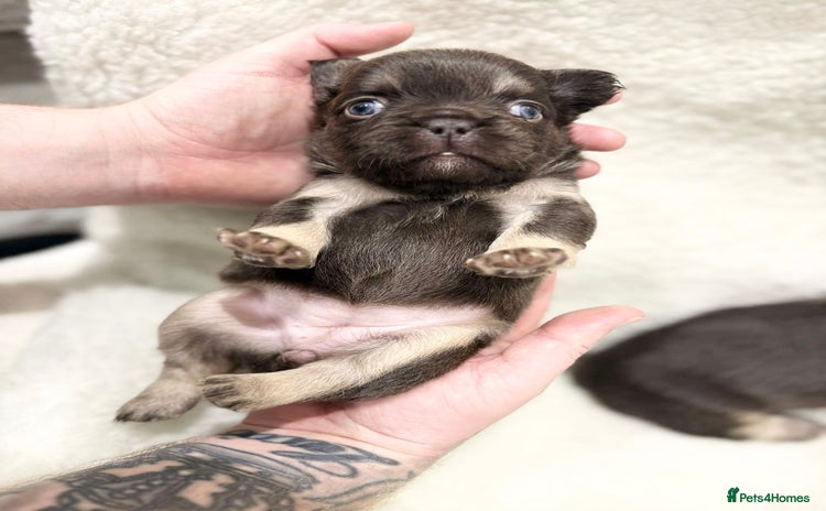 French Bulldog dogs - Advert 1