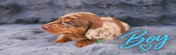 Miniature Dachshund dogs for sale: ❤️KC registered 8 Miniature Dachshund Puppies ❤️ - Advert 12