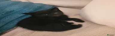 Onyx