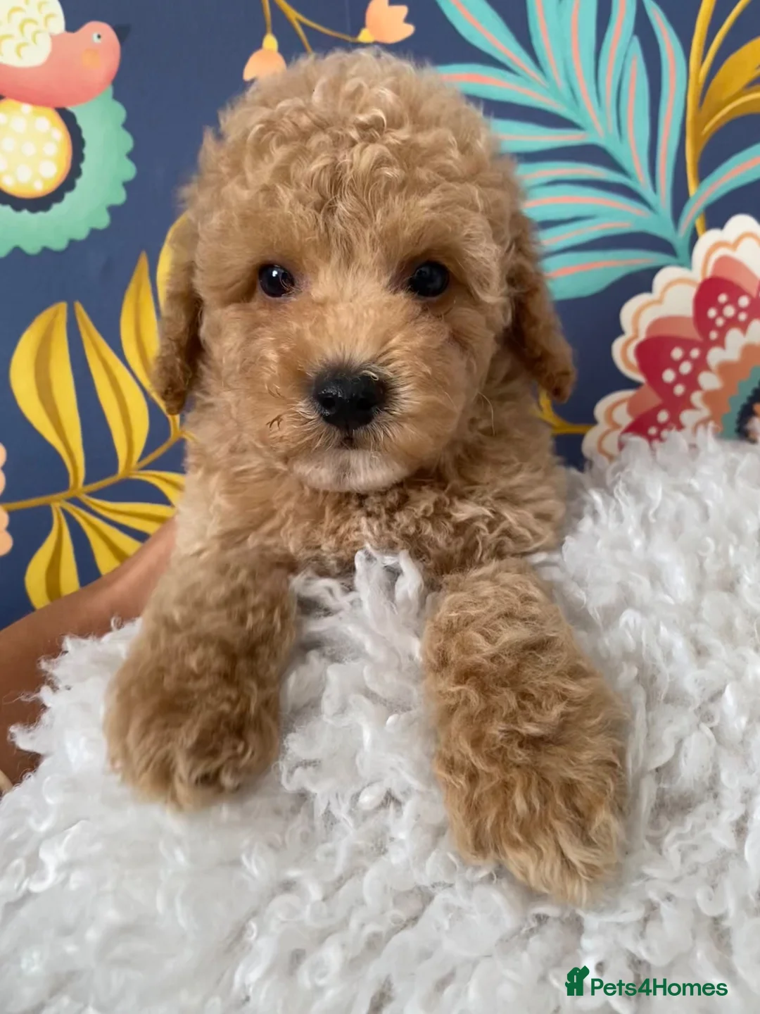 Maltipoo dogs for sale: RARE Champagne Maltipoo Girl 🩷One Left🩷 - Advert 1