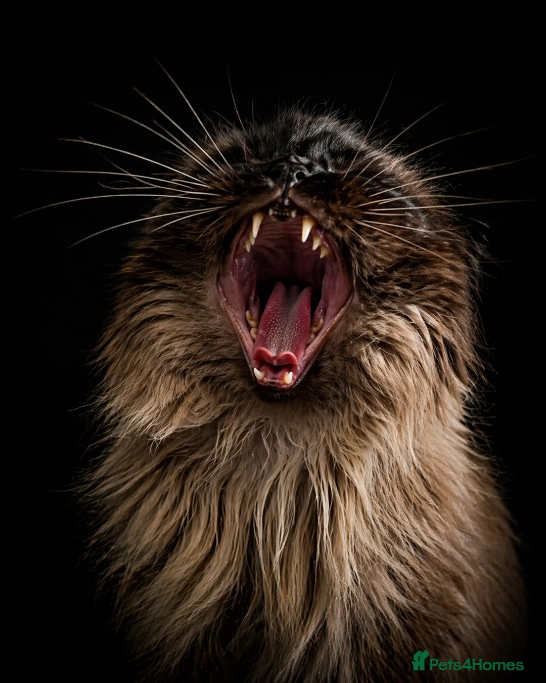 Ragdoll cats for stud: Champion Line Fife & GCCF registered for stud - Advert 7